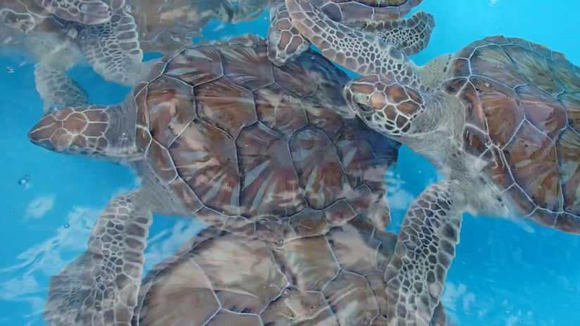 Young Turtles at a Turtle Sanctuary in Cayo Largo, Cuba